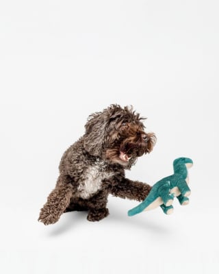 Illustration de l'article : 15 magnifiques portraits de chiens immortalisés par un photographe animalier primé