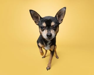 Illustration de l'article : 15 magnifiques portraits de chiens immortalisés par un photographe animalier primé