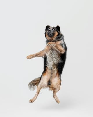 Illustration de l'article : 15 magnifiques portraits de chiens immortalisés par un photographe animalier primé