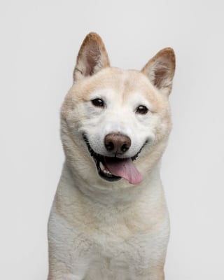 Illustration de l'article : 15 magnifiques portraits de chiens immortalisés par un photographe animalier primé