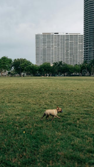 Illustration de l'article : Un homme reçoit une amende de plus de 1 200 € pour ne pas avoir ramassé les déjections de son chien