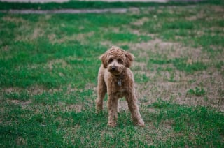 Illustration de l'article : Un homme reçoit une amende de plus de 1 200 € pour ne pas avoir ramassé les déjections de son chien