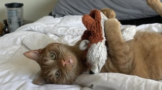 Illustration de l'article : 5 photos de chats adorables qui ressemblent à des petits vampires