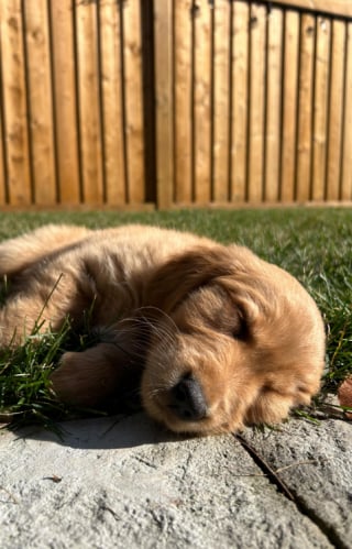 Illustration de l'article : À peine arrivé dans sa nouvelle maison, ce chiot connu comme étant le plus sage dévoile son vrai visage (vidéo) 