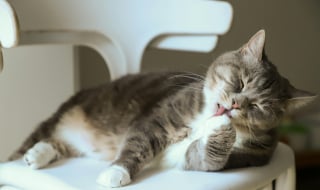 Illustration de l'article : 6 raisons pour lesquelles un chat peut se lécher de façon excessive
