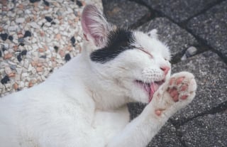 Illustration de l'article : 6 raisons pour lesquelles un chat peut se lécher de façon excessive