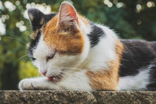 Illustration de l'article : 6 raisons pour lesquelles un chat peut se lécher de façon excessive