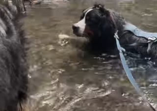 Illustration de l'article : En quête de fraîcheur lors d'une promenade, ce Bouvier Bernois décide de "ne faire qu'un avec la rivière" et ne veut plus en sortir (vidéo)
