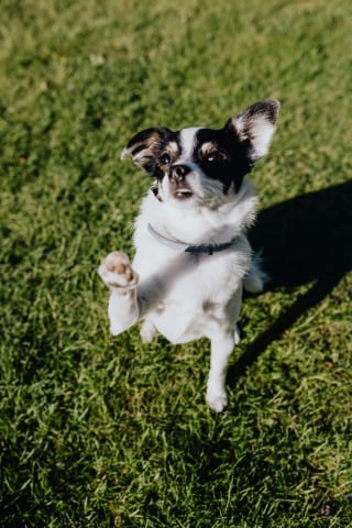 Illustration de l'article : Les 10 meilleures façons dont votre chien essaye de vous faire sourire