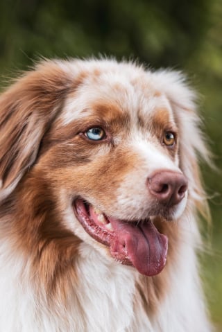 Illustration de l'article : 12 comportements de chiens qui nous laissent perplexes
