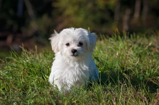 Illustration de l'article : 12 comportements de chiens qui nous laissent perplexes