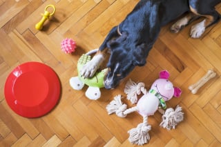 Illustration de l'article : 12 comportements de chiens qui nous laissent perplexes