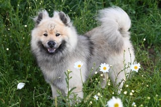 Illustration de l'article : 12 comportements de chiens qui nous laissent perplexes