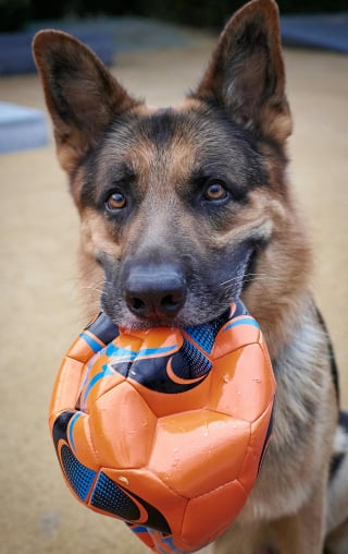 Illustration de l'article : 12 comportements de chiens qui nous laissent perplexes
