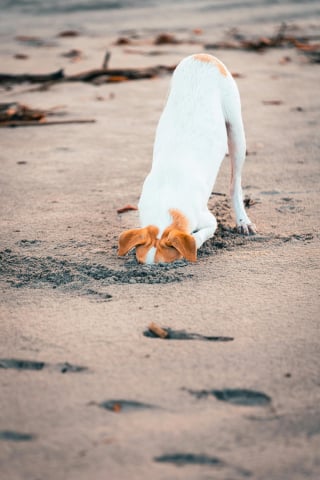 Illustration de l'article : 12 comportements de chiens qui nous laissent perplexes