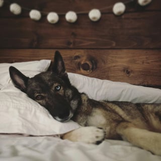 Illustration de l'article : 12 comportements de chiens qui nous laissent perplexes