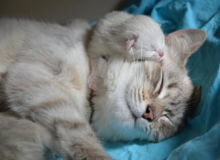Illustration de l'article : 9 indices qui prouvent que votre chat sait exactement quand vous avez besoin d’être câliné