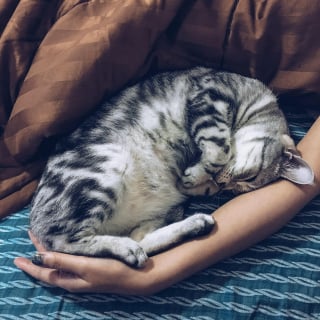 Illustration de l'article : 9 indices qui prouvent que votre chat sait exactement quand vous avez besoin d’être câliné