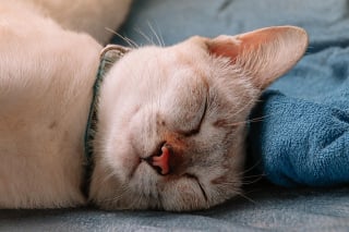 Illustration de l'article : 11 indices qui montrent que les chats sont des champions toutes catégories des siestes