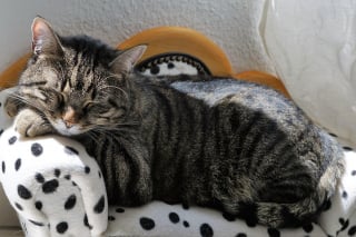 Illustration de l'article : 11 indices qui montrent que les chats sont des champions toutes catégories des siestes