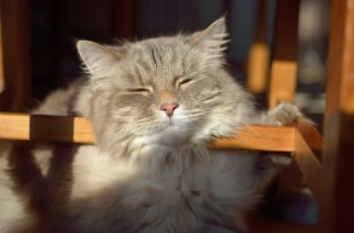 Illustration de l'article : 11 indices qui montrent que les chats sont des champions toutes catégories des siestes