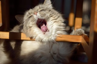 Illustration de l'article : 11 indices qui montrent que les chats sont des champions toutes catégories des siestes