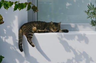 Illustration de l'article : 11 indices qui montrent que les chats sont des champions toutes catégories des siestes