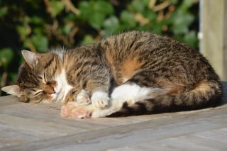 Illustration de l'article : 11 indices qui montrent que les chats sont des champions toutes catégories des siestes