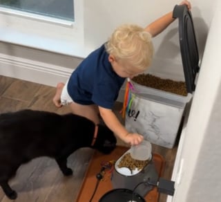 Illustration de l'article : Pour satisfaire sa gourmandise, ce chat a secrètement appris à son "petit frère" humain à remplir son bol de croquettes (vidéo)