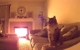 Illustration de l'article : Le regard inquiet de leur chat sur la caméra pousse ses propriétaires à rentrer en urgence pour prévenir un incendie (vidéo)