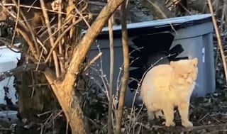 Illustration de l'article : Abandonné après un déménagement, ce chat a erré seul pendant 6 ans avant de renouer avec le bonheur de la vie de famille