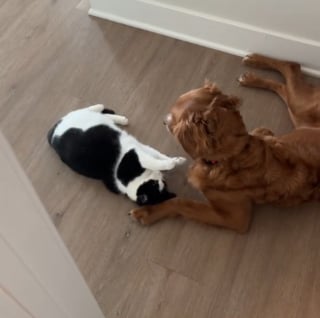 Illustration de l'article : Une chatte récemment adoptée et une chienne à 3 pattes se lient d'amitié et créent une relation indestructible (vidéo)