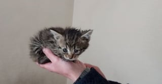 Illustration de l'article : Coincée dans l’aile d’une voiture et sauvée par des garagistes, cette petite chatte tigrée vit désormais sa meilleure vie après des humains qui l’ont secourue