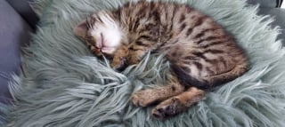 Illustration de l'article : Coincée dans l’aile d’une voiture et sauvée par des garagistes, cette petite chatte tigrée vit désormais sa meilleure vie après des humains qui l’ont secourue