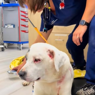 Illustration de l'article : Pour sauver la vie de son meilleur ami canin, une chienne n’hésite pas à affronter 2 ours 