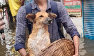 Illustration de l'article : Un étudiant affronte les eaux montantes d'une inondation pour sauver un chien blessé et abandonné