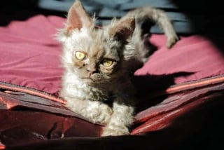 Illustration de l'article : Alors qu'elle n'avait pas l'intention d'adopter, elle rencontre un chaton à l'apparence unique et tombe sous son charme
