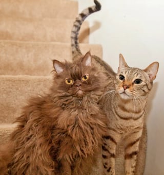 Illustration de l'article : Alors qu'elle n'avait pas l'intention d'adopter, elle rencontre un chaton à l'apparence unique et tombe sous son charme