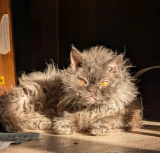 Illustration de l'article : Alors qu'elle n'avait pas l'intention d'adopter, elle rencontre un chaton à l'apparence unique et tombe sous son charme