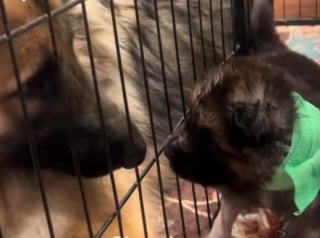 Illustration de l'article : Une chienne déprimée depuis l’hospitalisation de son chiot est autorisée à lui rendre visite, pour son plus grand bonheur (vidéo)