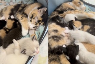 Illustration de l'article : En visitant un refuge saturé, ils découvrent une chatte blessée avec ses 7 petits et bouleversent leurs projets pour les sauver