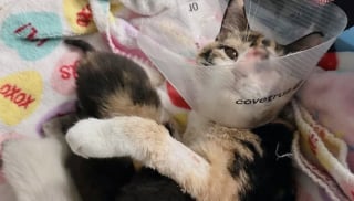Illustration de l'article : En visitant un refuge saturé, ils découvrent une chatte blessée avec ses 7 petits et bouleversent leurs projets pour les sauver