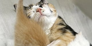 Illustration de l'article : En visitant un refuge saturé, ils découvrent une chatte blessée avec ses 7 petits et bouleversent leurs projets pour les sauver