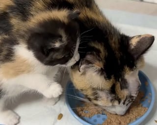 Illustration de l'article : En visitant un refuge saturé, ils découvrent une chatte blessée avec ses 7 petits et bouleversent leurs projets pour les sauver