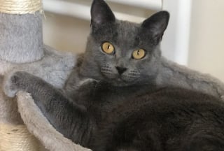 Illustration de l'article : Après un mois de disparition, ce chat et sa maîtresse ont pu être réunis grâce à la dynamique d’un groupe WhatsApp