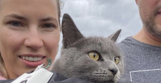 Illustration de l'article : Après un mois de disparition, ce chat et sa maîtresse ont pu être réunis grâce à la dynamique d’un groupe WhatsApp