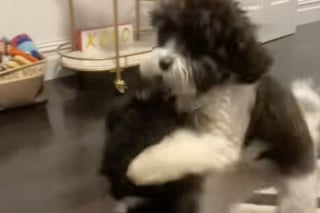 Illustration de l'article : Adoptés séparément, ces 2 chiens se croisent par hasard et se reconnaissent aussitôt comme frère et sœur (vidéo)