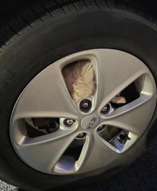 Illustration de l'article : Un chaton errant paniqué se cache dans une roue pour échapper au danger mais fait une rencontre qui change sa vie