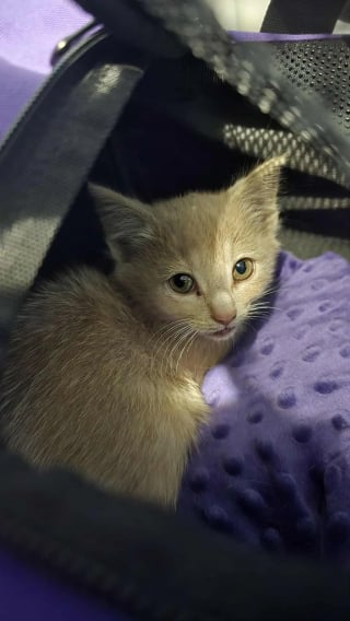 Illustration de l'article : Un chaton errant paniqué se cache dans une roue pour échapper au danger mais fait une rencontre qui change sa vie