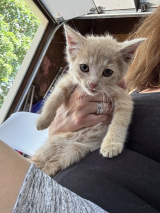 Illustration de l'article : Un chaton errant paniqué se cache dans une roue pour échapper au danger mais fait une rencontre qui change sa vie